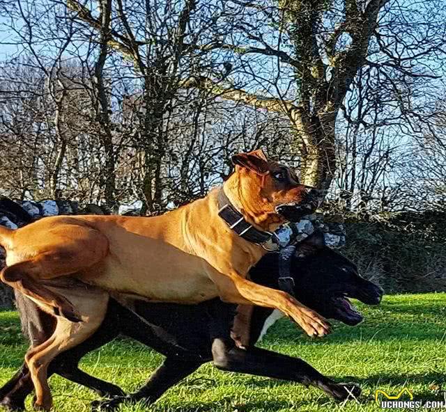 饲养大型猛犬，是公的好，还是母的好，4点回答，一针见血