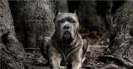饲养大型猛犬，是公的好，还是母的好，4点回答，一针见血