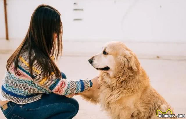 揭秘：公狗偏爱?女主人的六?大新解，?嗅觉竟成关键?