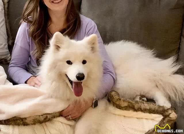 揭秘：公狗偏爱?女主人的六?大新解，?嗅觉竟成关键?