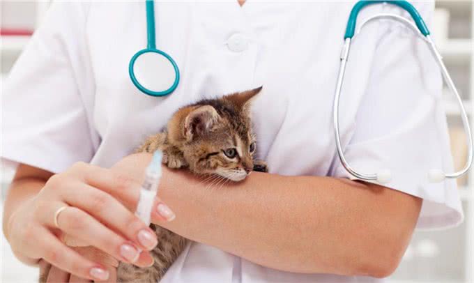 爱宠化验单一个字都看不懂?简单实用!宠物医师教你看懂化验单