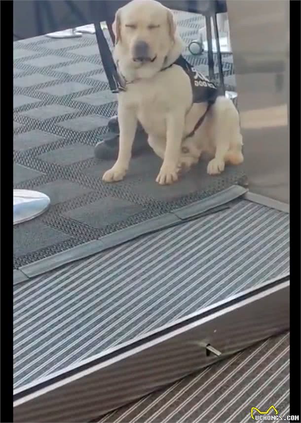 警犬工作期间太累，坐在门口阴凉处闭着眼睛休息会，好令人心疼