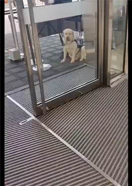 警犬工作期间太累，坐在门口阴凉处闭着眼睛休息会，好令人心疼
