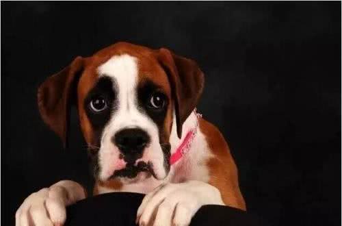 这几样东西是狗狗恐惧症的来源，主人要注意引导啊!