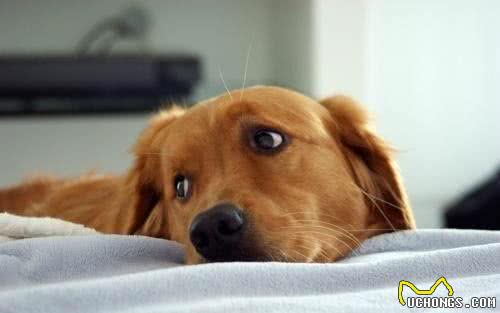 这几样东西是狗狗恐惧症的来源，主人要注意引导啊!