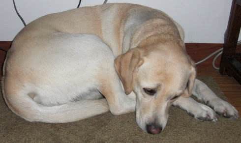 这几样东西是狗狗恐惧症的来源，主人要注意引导啊!