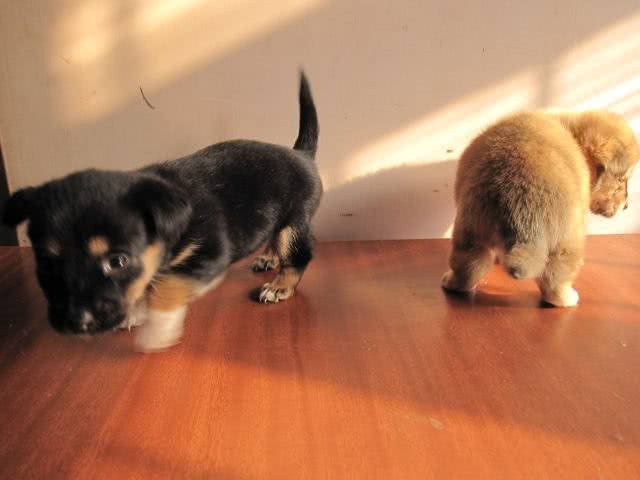 这几样东西是狗狗恐惧症的来源，主人要注意引导啊!