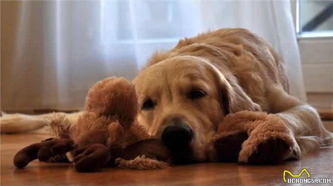 这几样东西是狗狗恐惧症的来源，主人要注意引导啊!