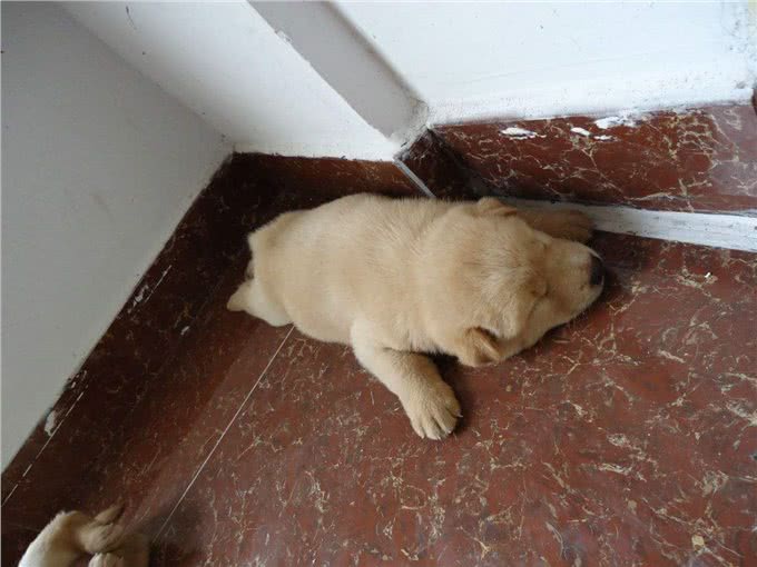 这几样东西是狗狗恐惧症的来源，主人要注意引导啊!