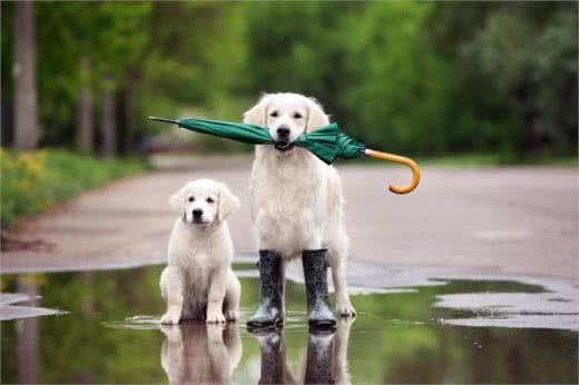 下雨天狗狗的排便问题难以处理?这些技巧，帮你训练狗狗雨天排便