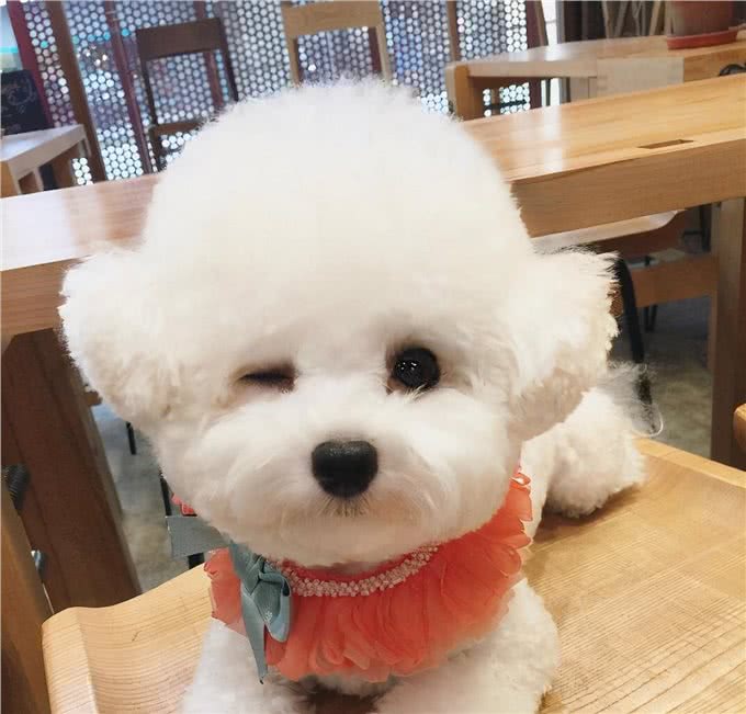 戈赞:狗狗为什么会长湿疹?