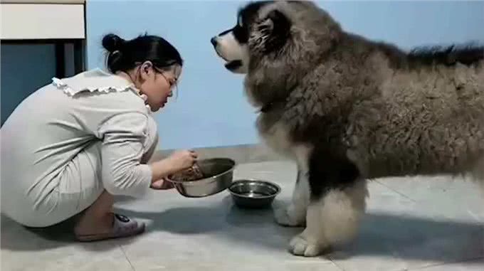 阿拉斯加犬怕热吗?不怕告诉你，它吹风扇都行