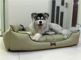 阿拉斯加犬怕热吗?不怕告诉你，它吹风扇都行