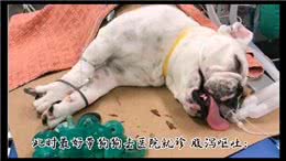 每天一个养宠小知识之狗狗生病的六大信号—萌宠