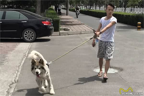 狗狗心理全知道，为什么有的狗狗目中无人，敢公然违抗主人的命令
