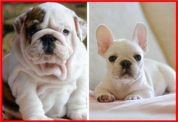 英国斗牛犬和法国斗牛犬，如何区分?