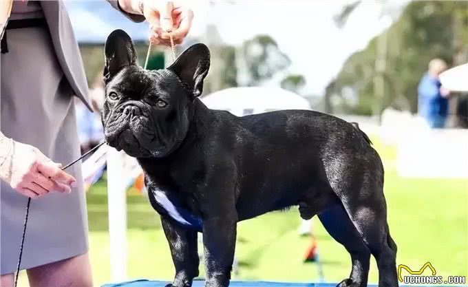 英国斗牛犬和法国斗牛犬，如何区分?