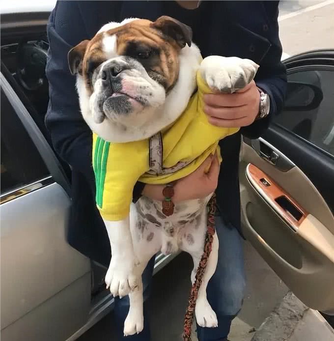 英国斗牛犬和法国斗牛犬，如何区分?