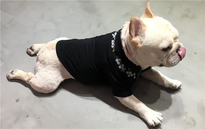 英国斗牛犬和法国斗牛犬，如何区分?