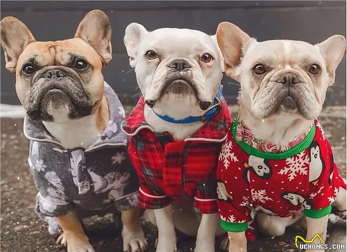 英国斗牛犬和法国斗牛犬，如何区分?