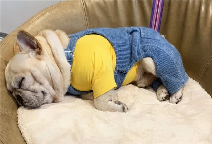 英国斗牛犬和法国斗牛犬，如何区分?