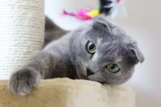 十种世界上最小的猫新加坡猫位居第一