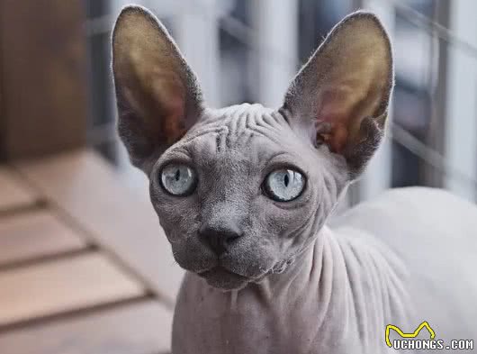 十种世界上最小的猫新加坡猫位居第一