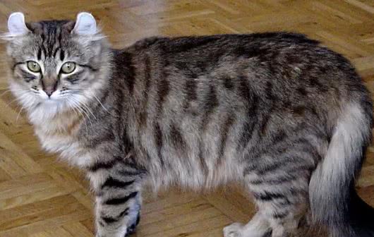 十种世界上最小的猫新加坡猫位居第一