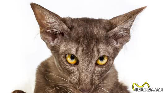 十种世界上最小的猫新加坡猫位居第一