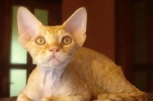 十种世界上最小的猫新加坡猫位居第一