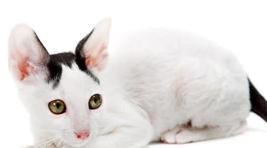 十种世界上最小的猫新加坡猫位居第一