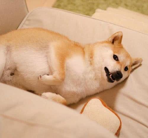 狗狗摇尾巴有多种意思?看看自己知道多少种意思