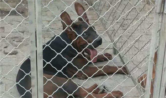 狼狗莱州红犬多少钱一只莱州红幼犬价格