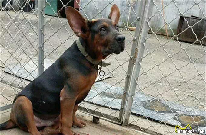狼狗莱州红犬多少钱一只莱州红幼犬价格