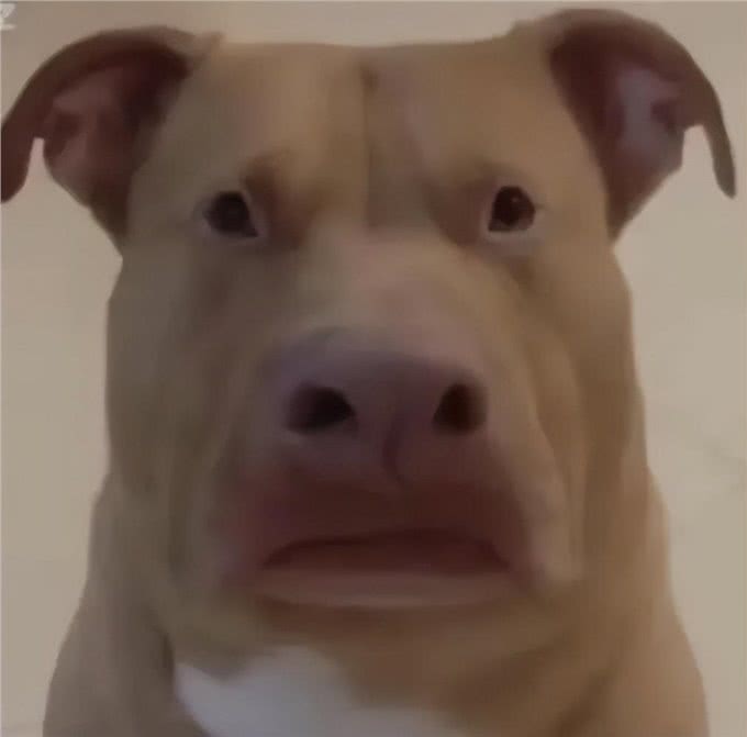 狗狗为什么要吃粑粑?