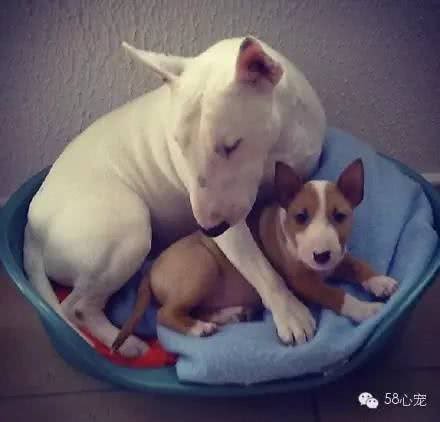 趣说狗历史|揭秘斗兽犬:狗PK狮子谁能赢?