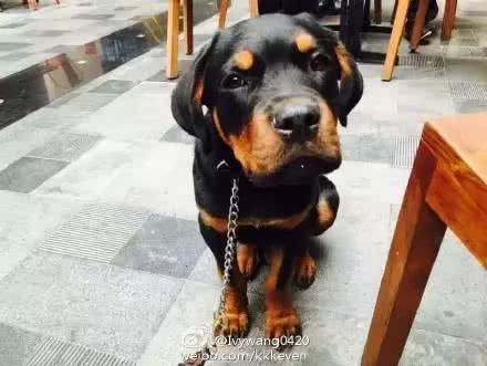 趣说狗历史|揭秘斗兽犬:狗PK狮子谁能赢?