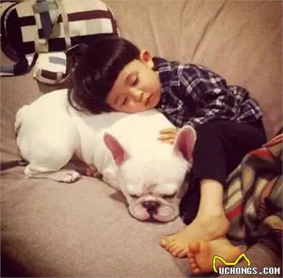 趣说狗历史|揭秘斗兽犬:狗PK狮子谁能赢?