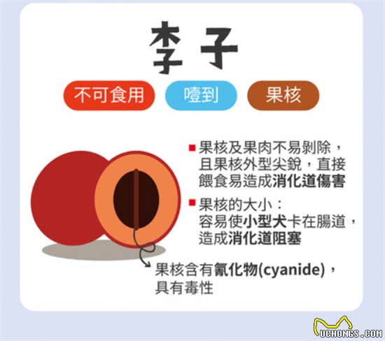 葡萄绝对是致命杀手!不可喂食狗狗的6种水果