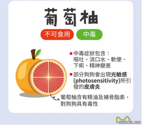 葡萄绝对是致命杀手!不可喂食狗狗的6种水果