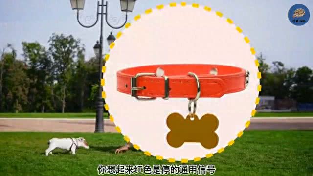 狗带着红项圈千万不要靠近