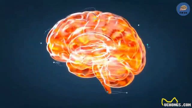 狗带着红项圈千万不要靠近