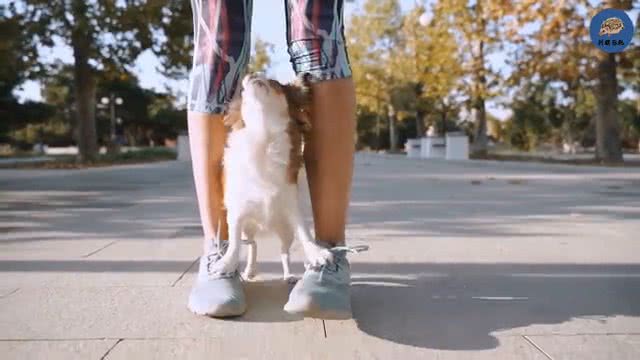 狗带着红项圈千万不要靠近