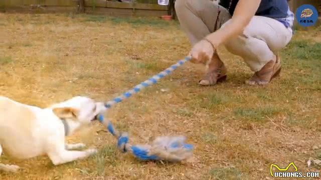 狗带着红项圈千万不要靠近