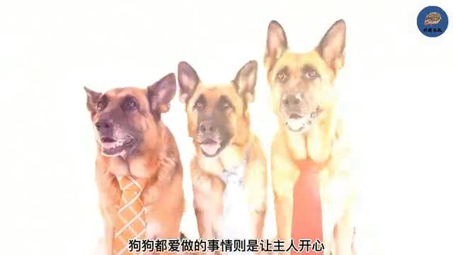 狗带着红项圈千万不要靠近