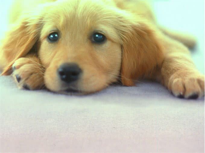 狗狗坏习惯的纠正训练