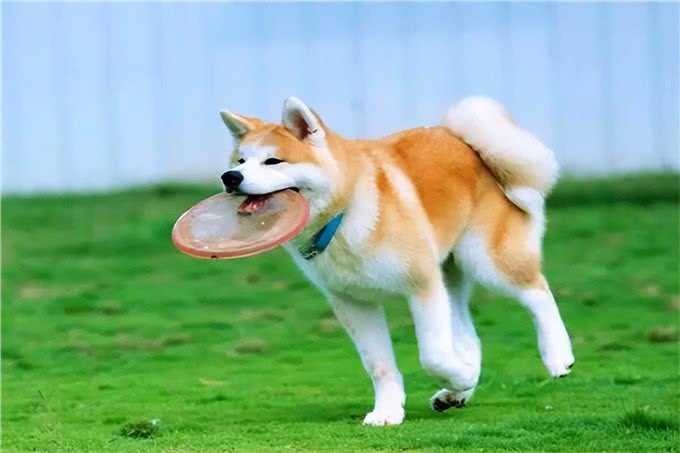 秋田犬多少钱一只?最低一千元左右(品相越好价格越贵)