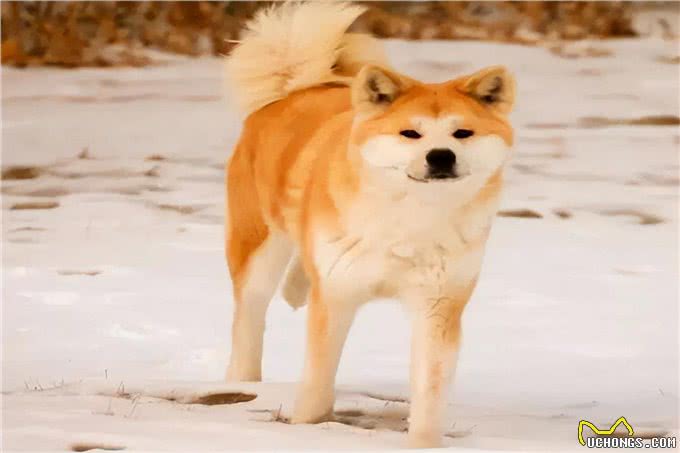 秋田犬多少钱一只?最低一千元左右(品相越好价格越贵)