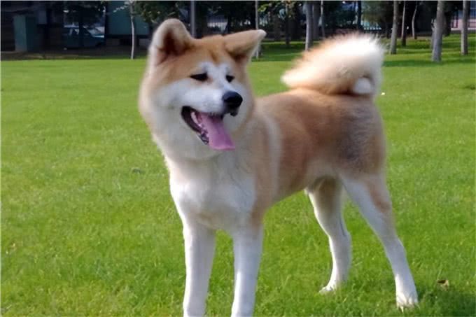 秋田犬多少钱一只?最低一千元左右(品相越好价格越贵)