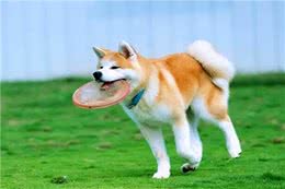 秋田犬多少钱一只?最低一千元左右(品相越好价格越贵)
